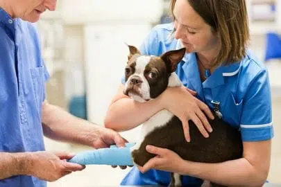 Become a Veterinarian in Canada in 8 Steps