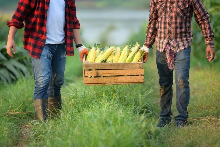 Immigrate to Canada as a Harvesting Laborer – Full Guide