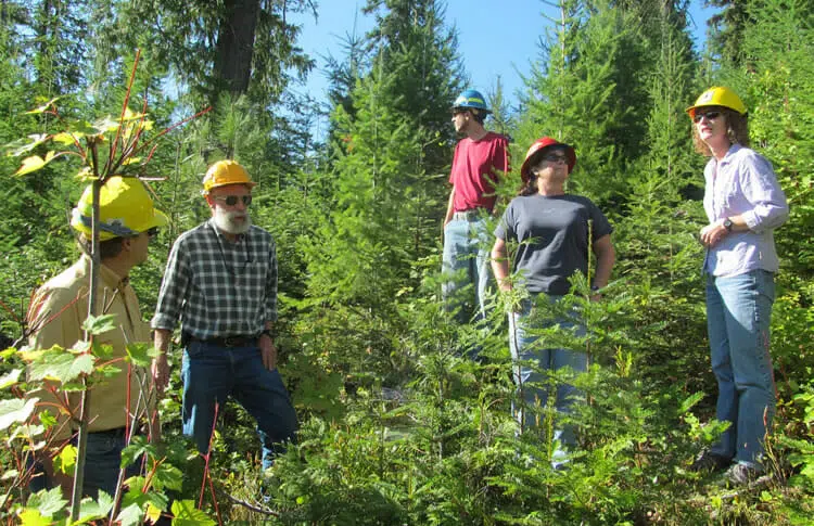 Ученые лесоводы. Silviculture. Как стать гигиенистом в Канаде.