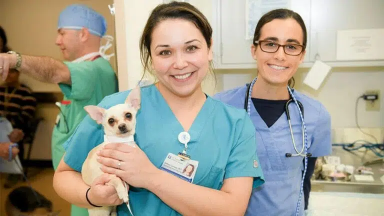 5 Best Veterinary Schools in Canada