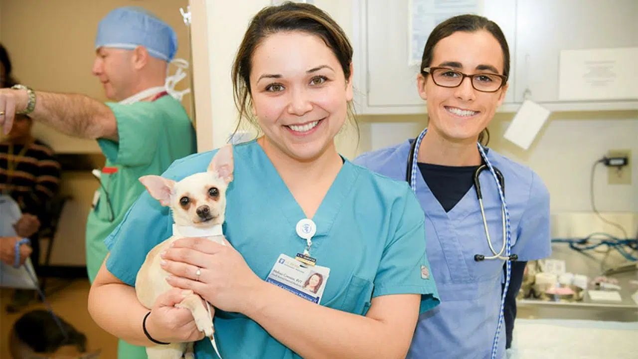 5 Best Veterinary Schools in Canada - Work Study Visa