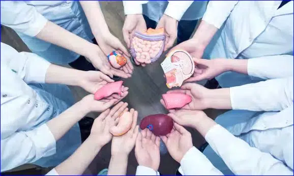 Become an Organ Donor in Canada in 4 Steps